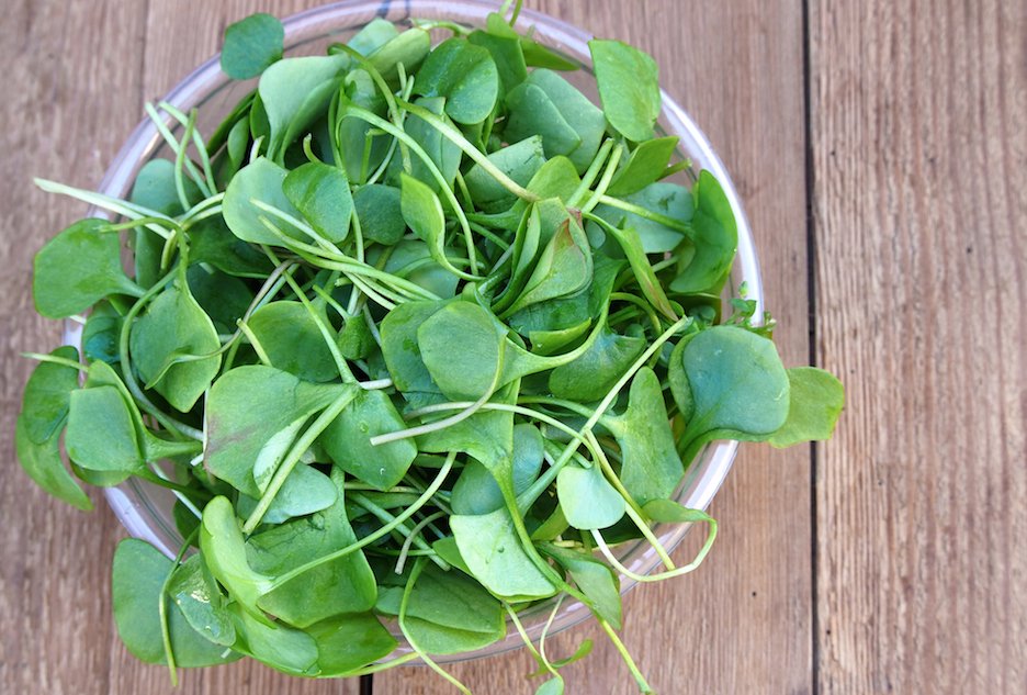 Green and Mighty Watercress: Benefits of the Healthiest Vegetable